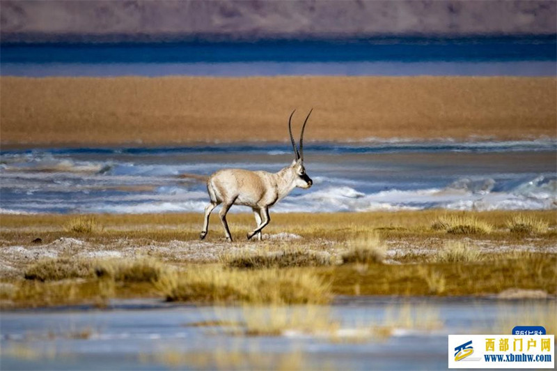 西藏色林錯湖邊的藏羚羊